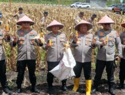 Dampingi Panen Raya Jagung, Kapolresta Palangka Raya: Demi Wujudkan Swasembada Pangan Lokal