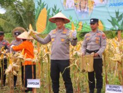 Dukung Ketahanan Pangan, Kapolda Kalteng Panen Raya Jagung Serentak Kuartal IV di Katingan