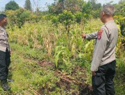 Kanit Binmas Polsek Pahandut Bersama Jajaran Lakukan Pengecekan Lahan Siap Tanam Jagung Pipil