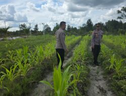 Dukung Swasembada Pangan, Polsek Rakumpit Sambangi Kebun Jagung Poktan Elea Farm 