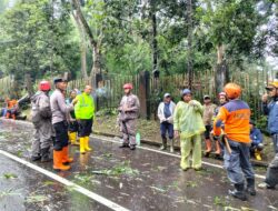 Tim SAR Batalyon B Pelopor Sat Brimob Polda Jabar Evakuasi Pohon Tumbang Akibat Cuaca Ekstrim di Lembang
