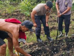 Perkuat Ketahanan Pangan Lokal, Polsek Sabangau Tanam Jagung Bersama Bhabinkamtibmas