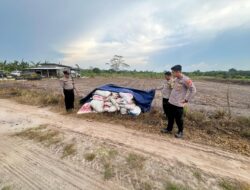 Dampingi Petani, Polsek Bukit Batu Tinjau Lahan Jagung dan Salurkan Bantuan Pupuk