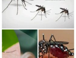 Dinkes Kota Palangka Raya Keluarkan Imbauan Siaga Dini Atas Kasus DBD Yang Meningkat