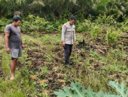 Cek Pertumbuhan Jagung Warga, Bhabinkamtibmas Kalampangan Dukung Ketahanan Pangan