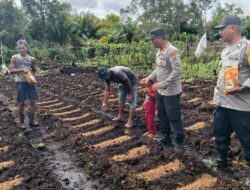 Dukung Swasembada Pangan, Polsek Sabangau Laksanakan Penanaman Jagung Kuartal I
