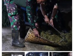 TMMD Ke 127 Tak Hanya Bangun Rumah, Jembatan Dan Jalan, Prajurit TNI Turut Juga Bantu Warga Perah Susu Sapi