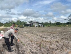 Cek Pertumbuhan Jagung, Polsek Bukit Batu Dukung Ketahanan Pangan