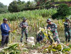 Dukung Ketahanan Pangan, Anggota Satgas TMMD Bantu Warga Panen Jagung 