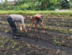 Dukung Swasembada Pangan, Polsek Sabangau Laksanakan Penanaman Jagung Kuartal I