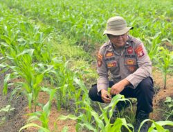 Cek Pertumbuhan Jagung Kuartal I, Kapolsek Rakumpit Dukung Ketahanan Pangan di Elea Farm