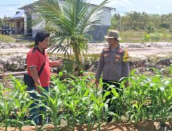 Dukung Ketahanan Pangan, Polsek Rakumpit Monitoring Lahan Jagung 7 Hektare di Pager