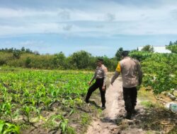 Monitor Perkembangan Tanaman Jagung, Polsek Bukit Batu Sambangi Lahan Warga di Tumbang Tahai