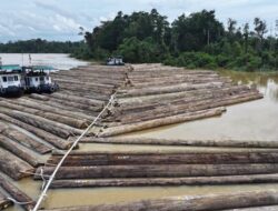 Informasi Publik Terkait Pengangkutan Kayu di Sungai Kapuas, Leonardo Gultom: “Kami Sudah Mengamankan Rakit Kayu Tersebut di Sungai Kapuas, Untuk Mengecek Kesesuaian Fisik Kayu Dengan Keterangan Yang Tertera Dalam Dokumen SKSHHK”
