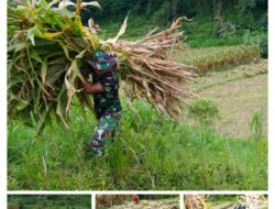 Wujud Kemanunggalan, Satgas TMMD Ke 127 Kodim 0808 Bantu Warga Panggul Pakan Ternak Dari Kebun