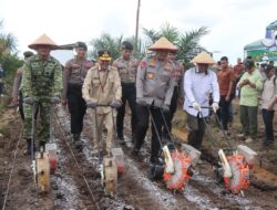 Wujudkan Ketahanan Pangan, Polda Kalteng Gandeng PT. MKM Tanam Jagung di Tengah Lahan Sawit