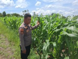 Dukung Program Swasembada Pangan, Polsek Rakumpit Sambangi Kebun Jagung Poktan Elea Farm 