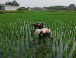 Babinsa Sananwetan Dampingi Petani Penyiangan Gulma Di Lahan Pertanian