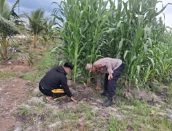 Dukung Ketahanan Pangan, Kapolsek Rakumpit Beri Motivasi Petani Jagung di Elea Farm