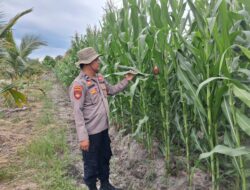 Kapolsek Rakumpit Cek Pertumbuhan Jagung di Lahan Kelompok Tani Elea Farm