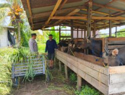 Datangi Peternak Sapi, Polsek Sabangau Sampaikan Pesan Kamtibmas di Kalampangan