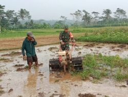 Dukung Swasembada Pangan, Babinsa Pohgajih Aktif Dampingi Petani Siapkan Lahan Sawah 