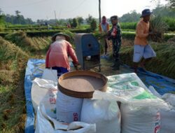 Kebersamaan TNI Dan Petani, Panen Padi Di Desa Gledug Berjalan Lancar