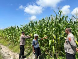 Monitoring Lahan Jagung, Polsek Bukit Batu Dukung Ketahanan Pangan di Tumbang Tahai