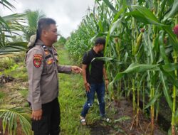Dukung Ketahanan Pangan, Kapolsek Rakumpit Cek Pertumbuhan Jagung di Lahan Elea Farm