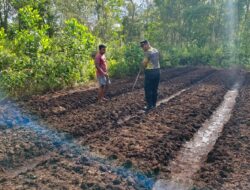 Dukung Ketahanan Pangan, Polsek Sabangau Bersama Kelompok Tani Tanam Jagung Pipil