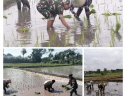 Wujud Ketahanan Pangan, Babinsa Rembang Dampingi Petani Tanam Padi Di Sananwetan