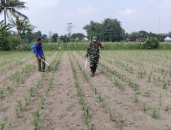 Babinsa Kandangan Dampingi Petani Lakukan Penyemprotan POC Untuk Tingkatkan Pertumbuhan Jagung