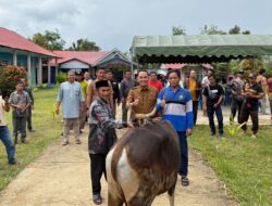 Badan Pengelola Masjid Al-Istiqlal Puruk Cahu Salurkan Puluhan Sapi Kurban
