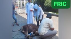 Tingkatkan Kepedulian Sosial di Momen Idul Adha 1447 H, BAPEKIS dan YBM BRI Kuala Kapuas Potong Sapi Kurban 
