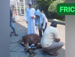 Tingkatkan Kepedulian Sosial di Momen Idul Adha 1447 H, BAPEKIS dan YBM BRI Kuala Kapuas Potong Sapi Kurban 