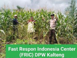 Wujudkan Swasembada Pangan, Polsek Kapuas Hulu Panen 1 Ton Jagung Bersama Warga