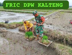 Dukung Ketahanan Pangan, Babinsa Koramil Doko Dampingi Petani Tanam Padi di Desa Plumbagan