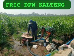Dukung Hanpangan Lokal, Babinsa Koramil 0808/02 Garum Pendampingan Pengairan Tanaman Jagung Di Kelurahan Bence