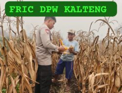 Dukung Swasembada Pangan, Polsek Sabangau Dampingi Panen Raya Jagung di Kalampangan